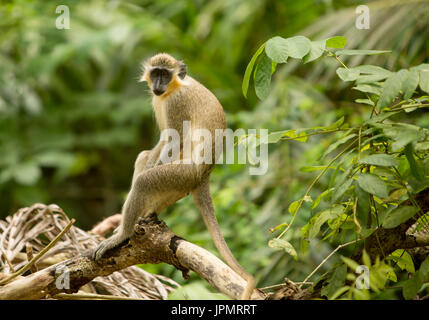 Green Monkey. The green monkeys found in Barbados originally came from Senegal and the Gambia centuries ago. Since then the monkeys have evolved into  Stock Photo