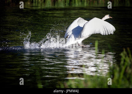Adult mute swan landing on River Test, Leckford, Hampshire. Stock Photo