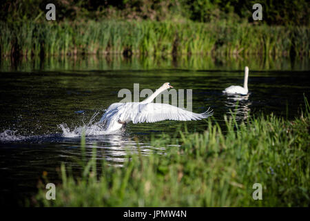 Adult mute swan landing on River Test, Leckford, Hampshire. Stock Photo