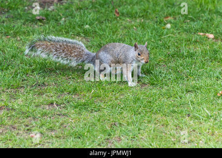 A Grey Squirrel (sciurus Carolinensis) Exploring A Garden Stock Photo 