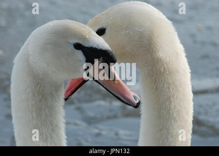 Close-up of a couple of mute swans (Cygnus olor) on Fleet Pond, Hampshire, UK