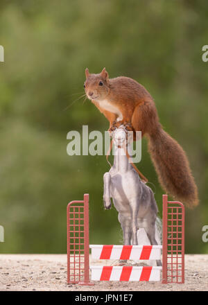 SURREAL pictures have captured a couple of wild red squirrels indulging in what appears to be a spot of horse-riding. The amusing images show the squi Stock Photo