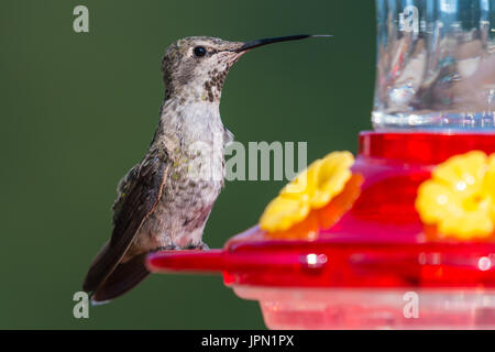 Male Anna's Hummingbird (Calypte anna) perched on a hummingbird feeder. Stock Photo