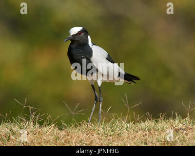 Blacksmith Lapwing (Vanellus armatus), standing watchful on a grassy bank Stock Photo