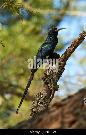Green Wood-hoopoe (Phoeniculus purpureus), perched on a dead branch looking for insects Stock Photo