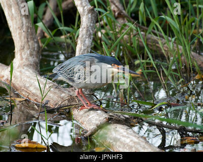 Green-backed Heron (Butorides striata) - standing on a half submerged branch fishing Stock Photo