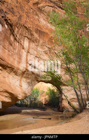 Cottonwood trees and rock formations with bridge at Merin Smith Place ...