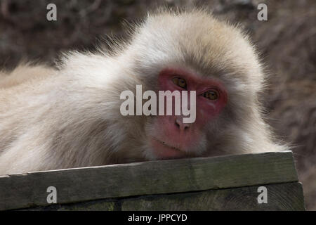 A snow monkey or Japanese macaque resting on a wooden plank facing the camera. Its red face is rimmed with fur. Stock Photo