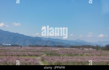 A large orchard with flowering fruit trees in the foreground with hazy mountains, blue sky and scattered clouds in the background. Stock Photo