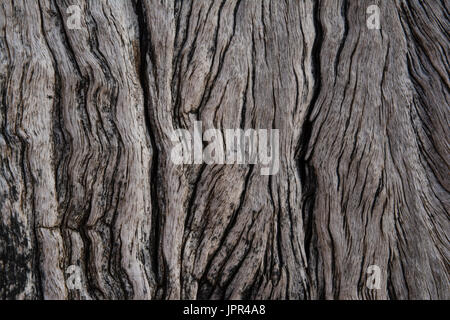 Showcasing the textures and patterns on wooden, decaying pylon pillars on the Jetty Ruins at Myponga Beach, South Australia Stock Photo