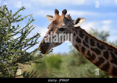 Giraffes graze the savanna of the Serengeti National Park of Tanzania, Africa. Stock Photo