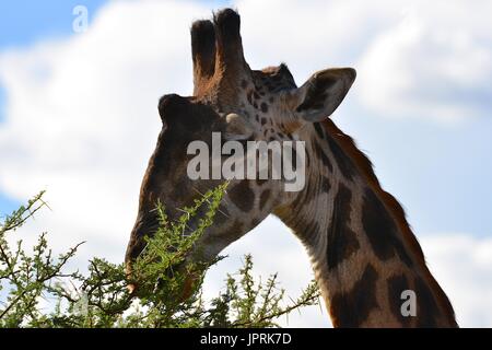 Giraffes graze the savanna of the Serengeti National Park of Tanzania, Africa. Stock Photo