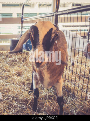 Lop-earred goat standing in pen at the country fair in vintage garden setting Stock Photo