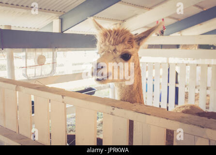 Shaggy Alpaca (Vicugna Pacos) makes funny expressions at the county fair in vintage garden setting Stock Photo
