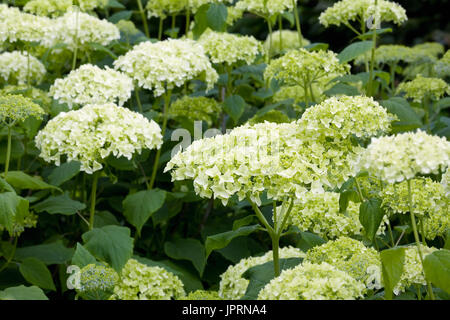 Hydrangea arborescens 'Annabelle'. Stock Photo