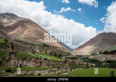 Spring Vineyard. Elqui Valley, Andes part of Atacama Desert in the Coquimbo region, Chile Stock Photo