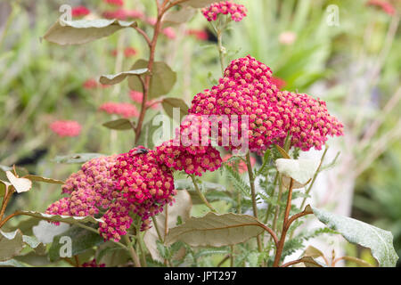 Achillea millefolium 'Red Velvet' Stock Photo