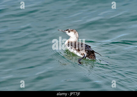 A Grebe flapping wings to shake off water Stock Photo