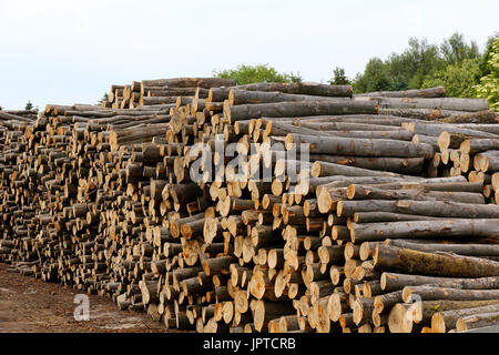 Wood stocks are stacked on the ground Stock Photo