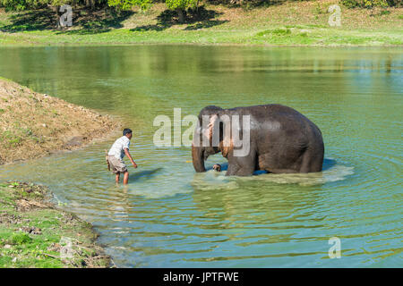 Mahout washing his Indian elephant (Elephas maximus indicus) in the river, Kaziranga National Park, Assam, India Stock Photo