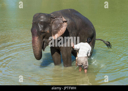 Mahout washing his Indian elephant (Elephas maximus indicus) in the river, Kaziranga National Park, Assam, India Stock Photo