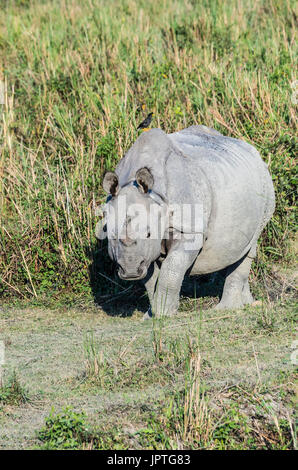 Indian rhinoceros (Rhinoceros unicornis) in elephant grass, Kaziranga National Park, Assam, India Stock Photo