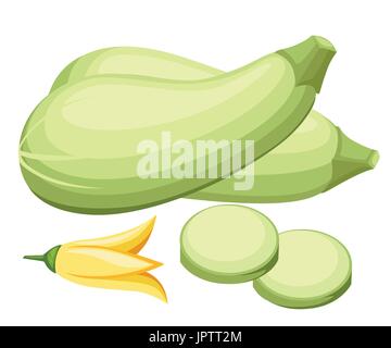 Zucchini isolated on background. Squash whole. Fresh vegetable marrow isolated. Oblong, green squash. Vegetable marrow courgette or zucchini. Harvest  Stock Vector