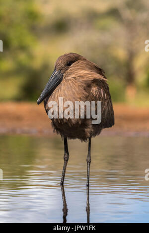 Hamerkop (Scopus umbretta), Zimanga private game reserve, KwaZulu-Natal, South Africa, May 2017 Stock Photo