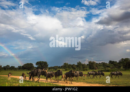 Common (blue) wildebeest (gnu), (Connochaetes taurinus) herd in wet season, Kgalagadi Transfrontier Park, Northern Cape, South Africa, February 2017 Stock Photo