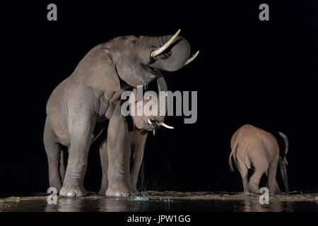 Elephants (Loxodonta africana) drinking at night, Zimanga private game reserve, KwaZulu-Natal, South Africa, May 2017