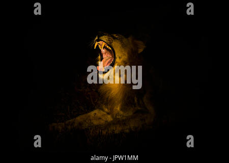 Lion (Panthera leo) yawning at night, Zimanga private game reserve, KwaZulu-Natal, South Africa, May 2017