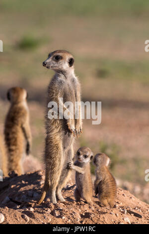Meerkat (Suricata suricatta) with young, Kgalagadi Transfrontier Park, Northern Cape, South Africa, January 2017 Stock Photo
