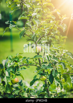 Mini apple tree Stock Photo