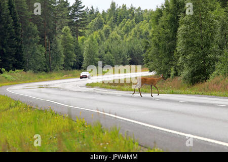 White-Tailed Deer, Odocoileus virginianus, crosses highway in South of Finland at summer with a car approaching behind the curve. Stock Photo