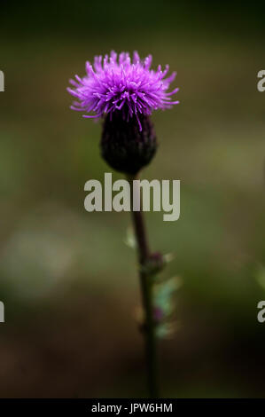 Plants of The Tyne Valley - Melancholy thistle / Cirsium heterophyllum Stock Photo