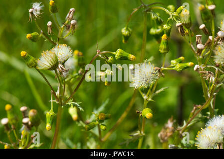 Flowering groundsel, Senecio vulgaris, with fluffy seed heads ready to disperse, Berkshire, June Stock Photo