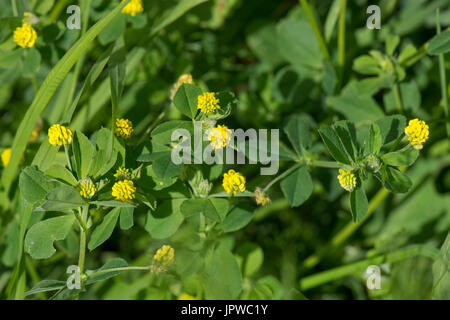 Yellow flowering lesser trefoil, Trifolium dubium, representative plant for Irish Shamrock, Berkshire, June Stock Photo