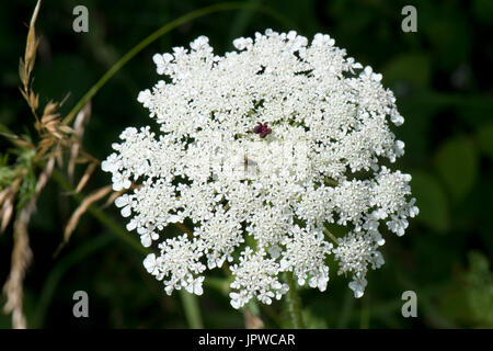 Wild carrot or Queen Anne's lace, Daucus carota, dense white umbel with insects and a single dark red maroon floret in the centre. Stock Photo