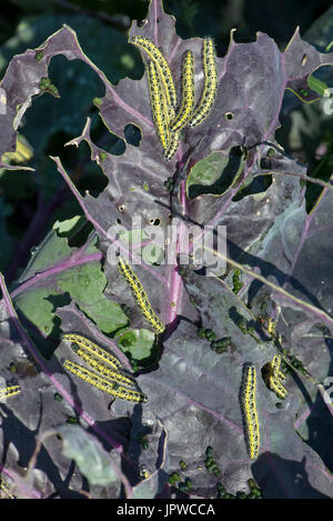 Cabbage white butterfly, Pieris brassicae, caterpillars, final instar, feeding on the leaves of a purple variety of brussel sprouts Stock Photo