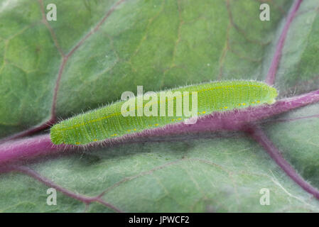 Small white butterfly, Pieris rapae, caterpillar feeding on the leaves of a purple variety of brussels sprouts, July