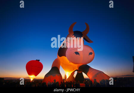 Creamland Cameron Cow special-shaped hot air balloon and another balloon inflating at dusk Stock Photo