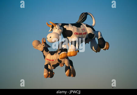 Creamland Cameron Cow special-shape hot air balloons flying enroute Stock Photo