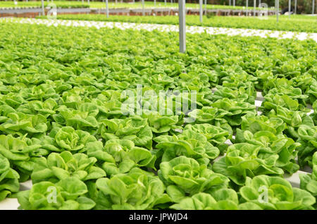 In the commercial greenhouse soilless cultivation of vegetables