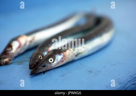 Greater Sand eel or Hyperoplus lanceolatus Stock Photo