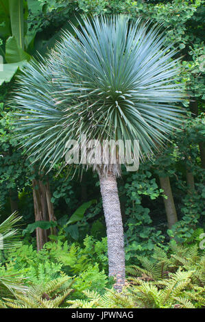 Yucca rostrata blue swan