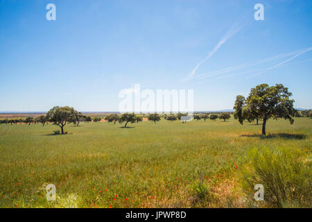 Meadow. Ciudad Real province, Castilla La Mancha, Spain. Stock Photo