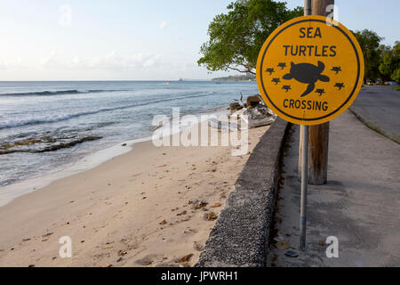 Sea Turtles Crossing. Sea Turtles are highly protected in Barbados. There is a strong scheme in place that watches for the birthing season and keeps t Stock Photo