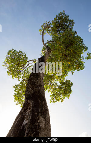 Manchineel Tree. Found on Almond Beach in the north west of Barbados a sign on this tree warned that the fruit of the tree is poisonous and a tourist  Stock Photo