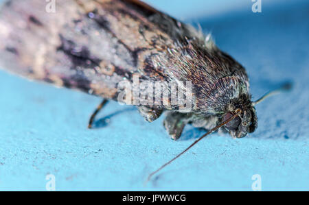Copper Underwing common house moth
