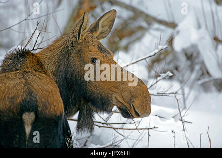 Moose Cow standing willows in deep snow,  portrait close up Stock Photo